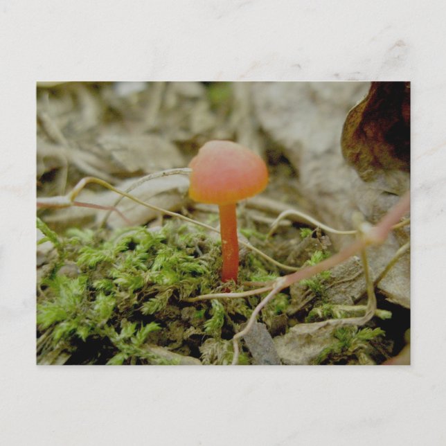 Tiny Tiny Red Mushroom Postcard (Front)
