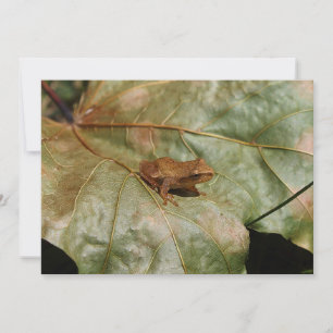 Tiny Toad