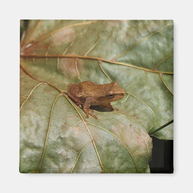 Tiny Toad Magnet (Front)