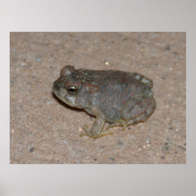 Tiny Toad Poster (Front)