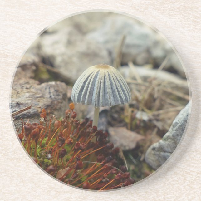 Tiny Toadstool Coaster (Front)