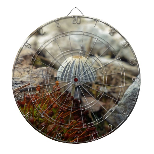 Tiny Toadstool Dartboard (Front)