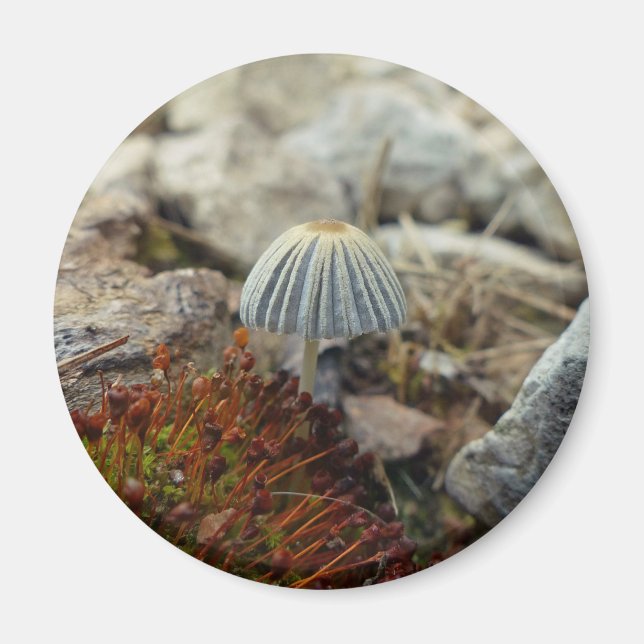 Tiny Toadstool Magnet (Front)