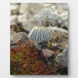 Tiny Toadstool Plaque