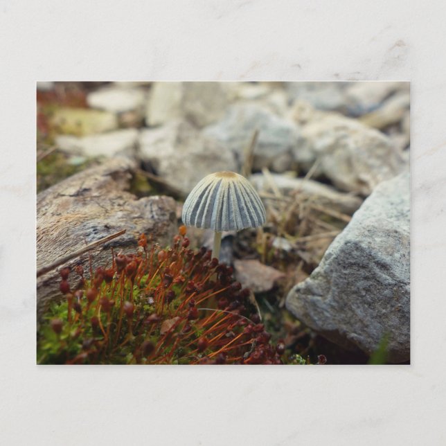 Tiny Toadstool Postcard (Front)