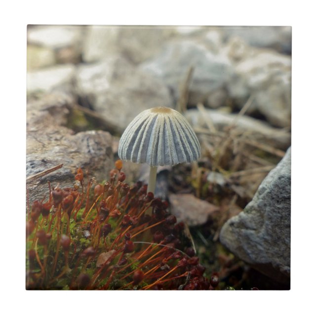 Tiny Toadstool Tile (Front)
