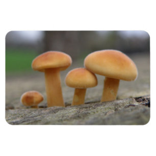 Tiny Toadstools Macro Premium Magnet