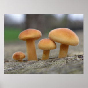Tiny Toadstools Macro Print