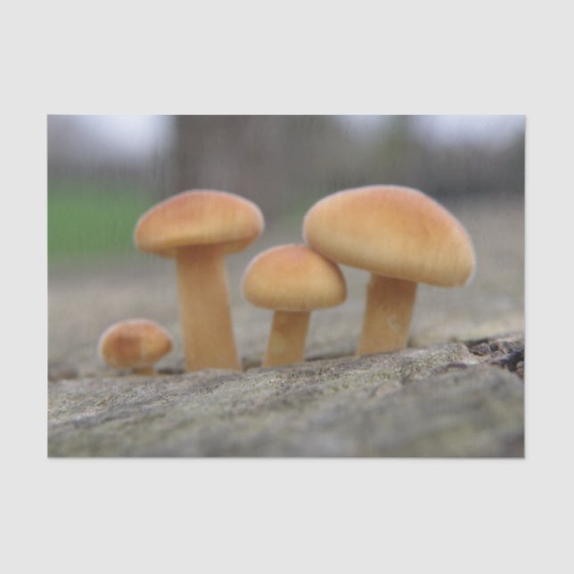 Tiny Toadstools Macro Tissue Paper (Front)