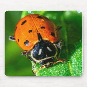Tiny Traveller: Ladybug on a Leaf Wildlife Photo Mouse Pad