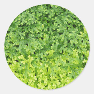 Tiny tropical fern classic round sticker