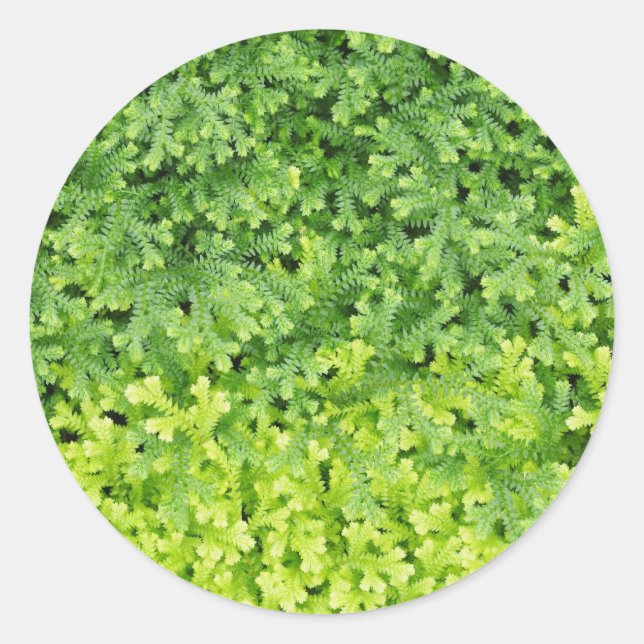 Tiny tropical fern classic round sticker (Front)