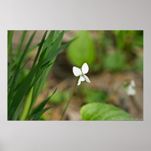 Tiny White Canada Violet Wildflower Poster (Front)