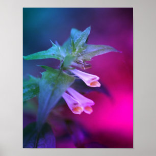 Tiny White Wildflower Close Up Tinted Poster