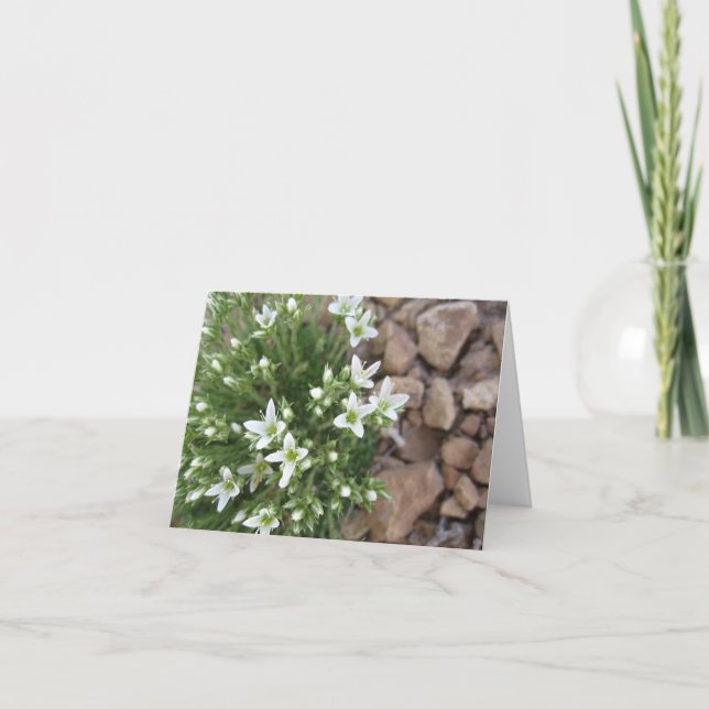Tiny White Wildflowers and Rocks Notecard (Front)