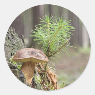 Tiny Wild Mushroom Classic Round Sticker