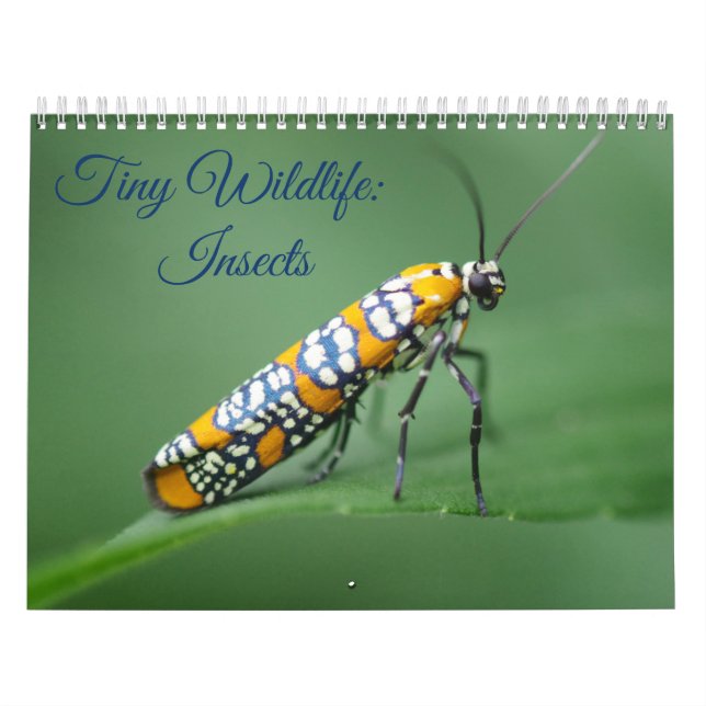 Tiny Wildlife: Insects Calendar (Cover)
