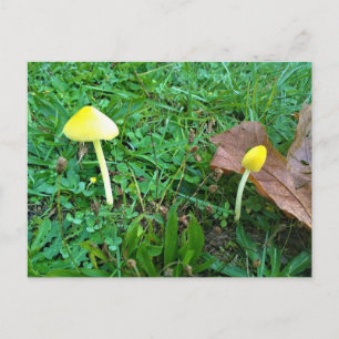 Tiny Yellow Mushrooms Postcard