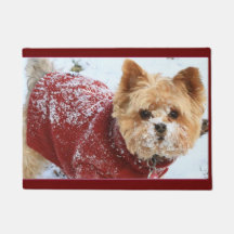 Tiny Yorkie in Snow
