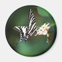 Tiny Zebra Magnet