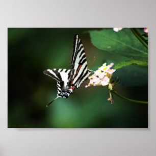 Tiny Zebra Print