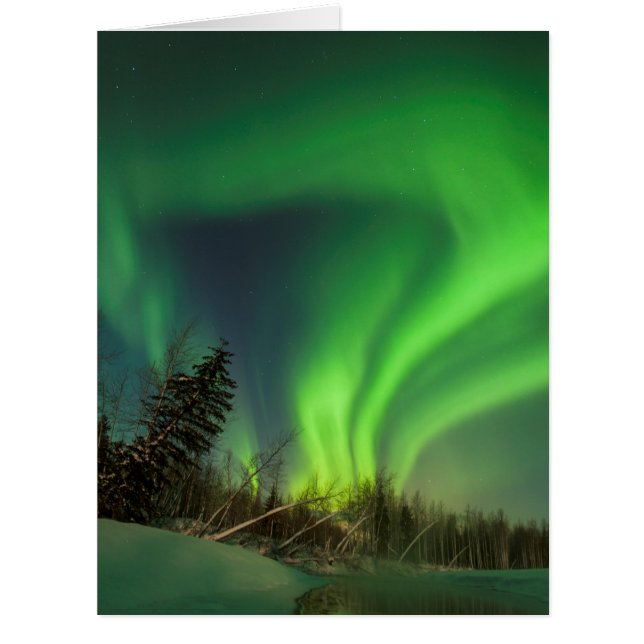 Tipping Spruce Aurora (Front)