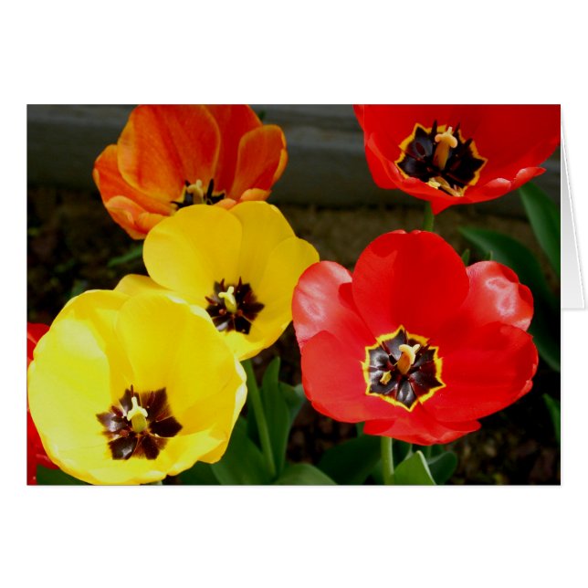 Tiptoe through the... (Front Horizontal)