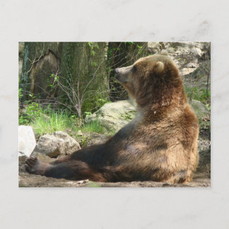 Tired Bear Postcard