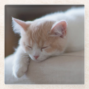 Tired Beige And White Kitten Glass Coaster