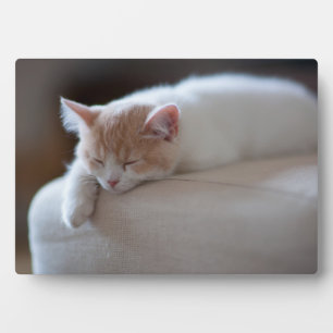 Tired Beige And White Kitten Plaque