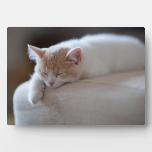Tired Beige And White Kitten Plaque (Front)