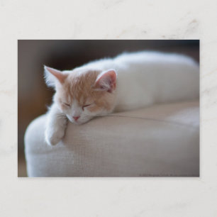 Tired Beige And White Kitten Postcard
