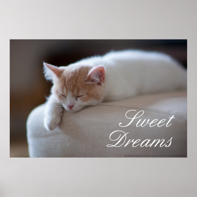 Tired Beige And White Kitten Poster (Front)