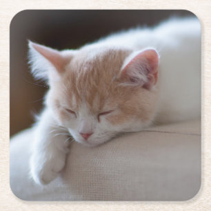 Tired Beige And White Kitten Square Paper Coaster