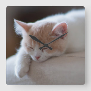 Tired Beige And White Kitten Square Wall Clock