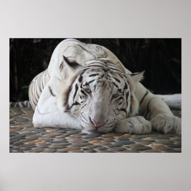 Tired Bengal White Tiger Lying On The Floor Poster (Front)