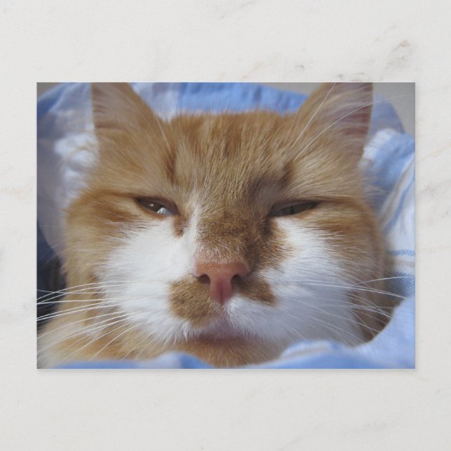 Tired Cat Postcard (Front)