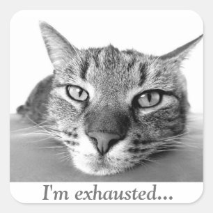 Tired cat square sticker