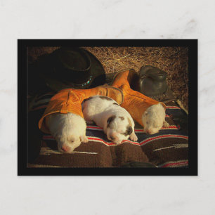 Tired Cowboy Puppies Postcard