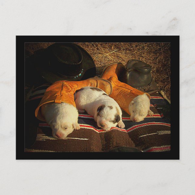 Tired Cowboy Puppies Postcard (Front)