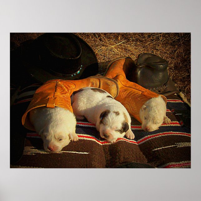 Tired Cowboy Puppies Poster (Front)