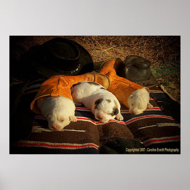 Tired Cowboy Puppies Poster (Front)