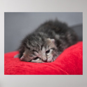Tired cute kitty poster
