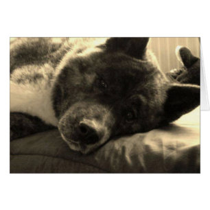 Tired Inca