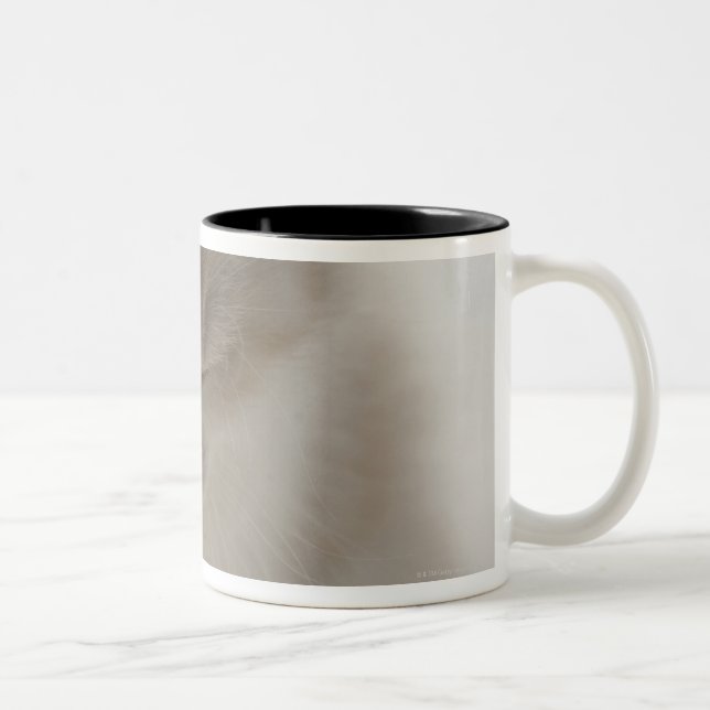 Tired Kitten Sleeping Two-Tone Coffee Mug (Right)