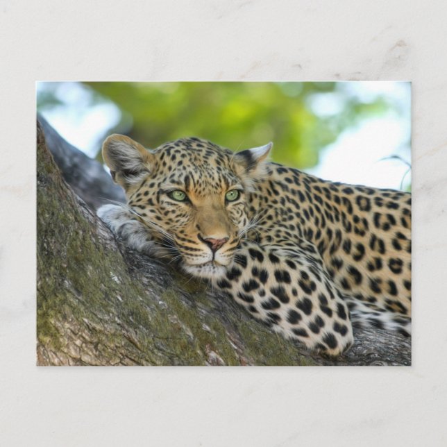 Tired Leopard Lying On Tree Branch Postcard (Front)