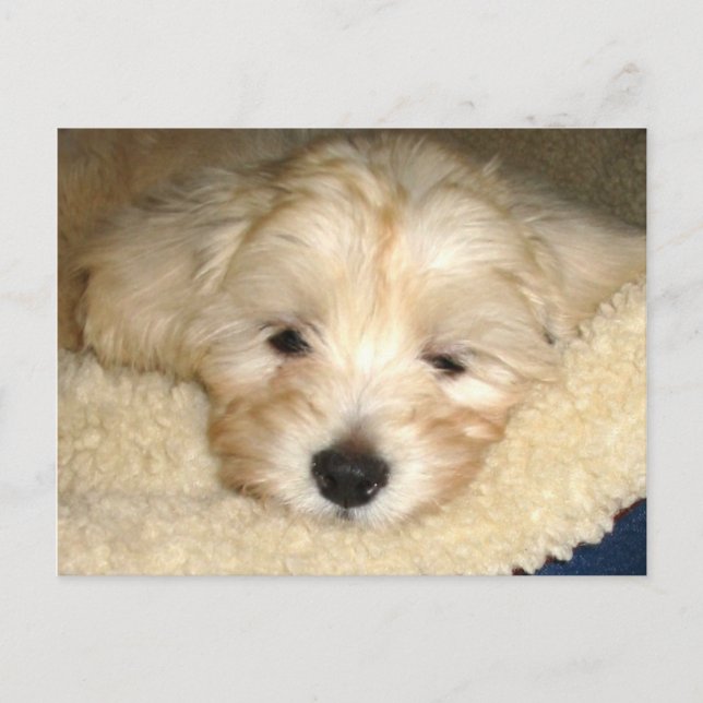 Tired Puppy Postcard (Front)