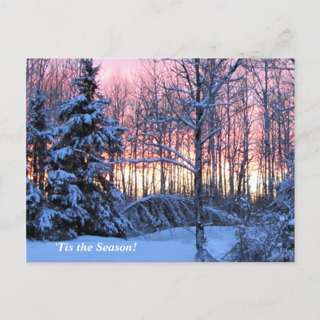 'Tis the Season  Up North, Mn Winter Holiday Postcard (Front)