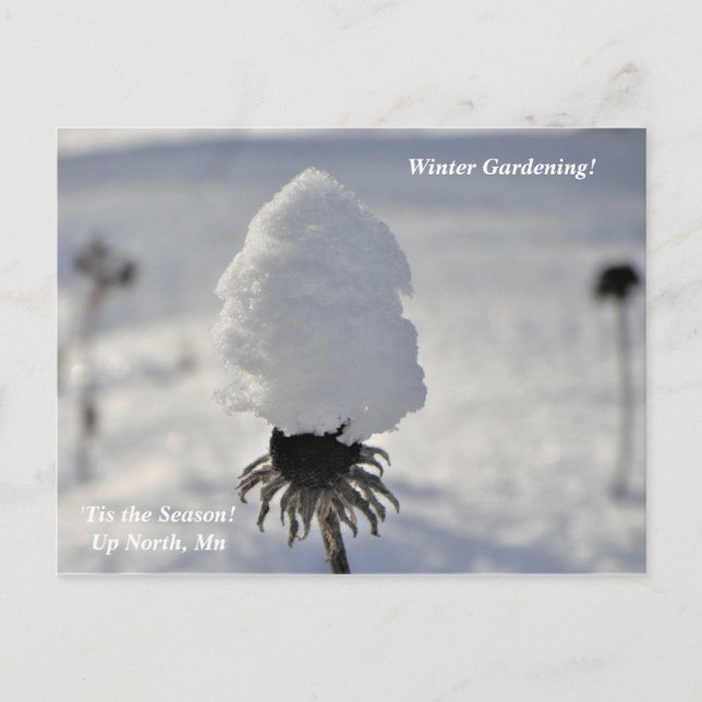 'Tis the Season  Winter Garden Up North Holiday Postcard (Front)