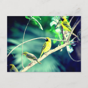 Tisserin gendarme postcard